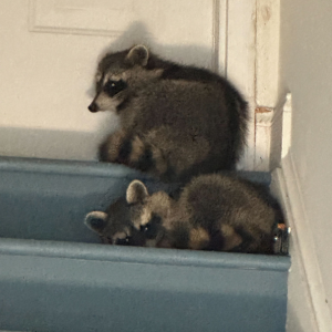 two baby raccoons at top of stairwell