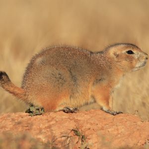 black-tailed prairie dog