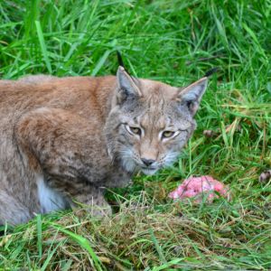 bobcat Trapping in Phoenix AZ