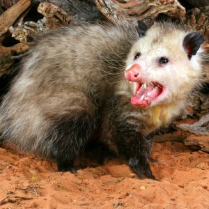 opossum in sand with mouth open