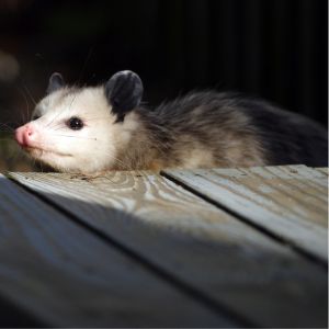 opossum on deck steps