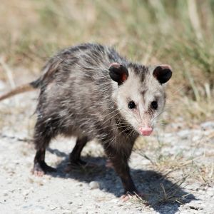 opossum walking alongside dusty road