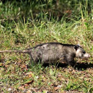 opossum walking through yard