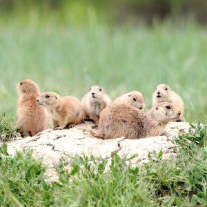 prairie dog family