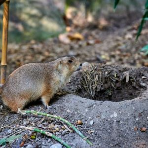 prairie dog standing over burrow