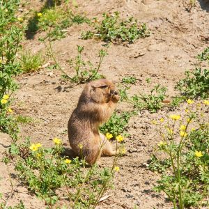 prairie dog standing up