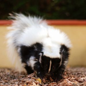 skunk digging inside rock lawn