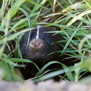 skunk face surrounded by grass