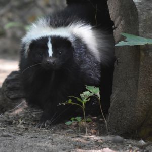 skunk near tree