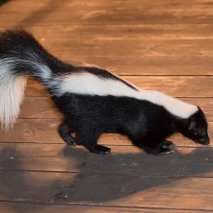 skunk on backyard deck or patio