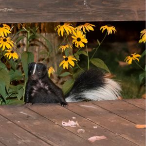 skunk on wooden bridge with flowers