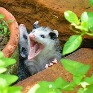 two opossums in garden