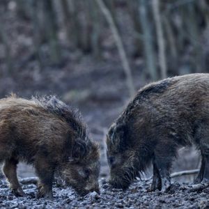 two wild hogs rooting in mud