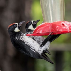 two woodpeckers on a feeder