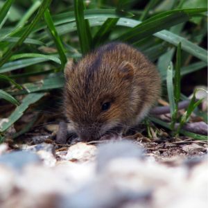 vole in grass