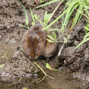 vole in mud