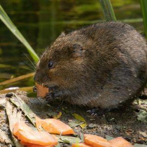 vole nibbling on bark