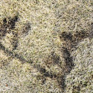 vole trench in dead, dry grass