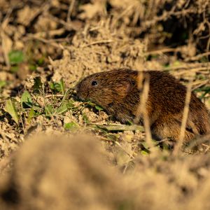 vole with nose in the dirt