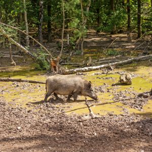 wild hog in mud