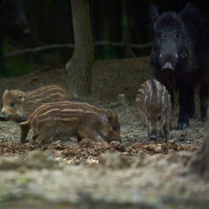 wild hog with piglets