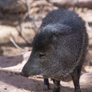 wild pig arizona