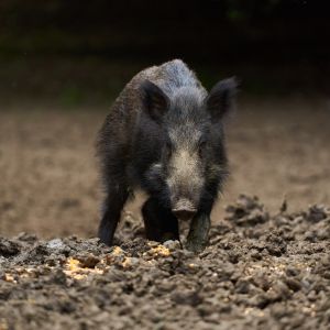 wild pig walking through rocky soil