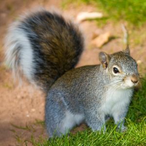 arizona red squirrel closeup