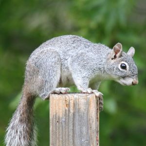 gray squirrel on wooden post phoenix az