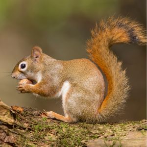 red squirrel eating nut phoenix az