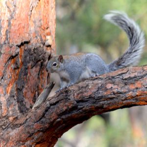 squirrel on tree branch phoenix az