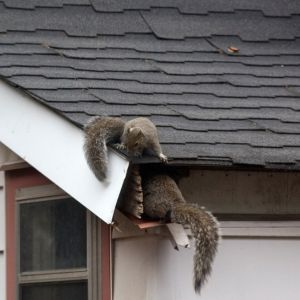 squirrels breaking into attic phoenix az