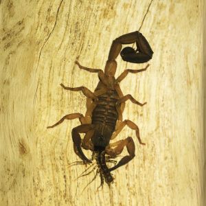 Bark Scorpion Control in Reno Critter Bros