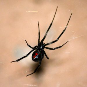 Black Widow Spider Control in Reno Critter Bros