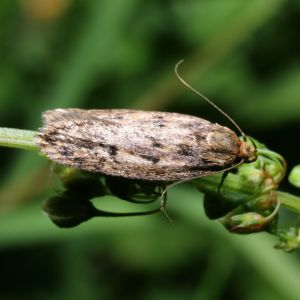 Brown House Moth Control Reno NV Critter Bros