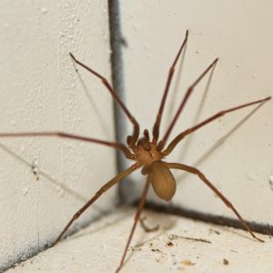 Desert Recluse Spider Control in Reno Critter Bros