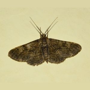 Carpet Moth Control in Reno NV Critter Bros