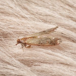 Clothes moth pest control Reno NV Critter Bros