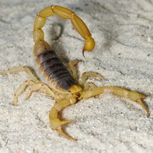 Desert Hairy Scorpion Control Reno Critter Bros