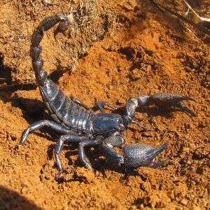 Emperor Scorpion Control in Reno Critter Bros