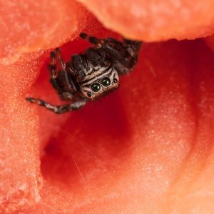 Jumping Spider Control in Reno Critter Bros