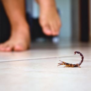 Pest Control for Scorpions in Reno Critter Bros