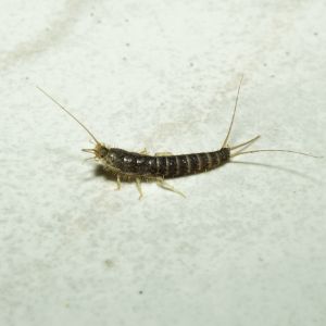 Silverfish pest control Reno Critter Bros