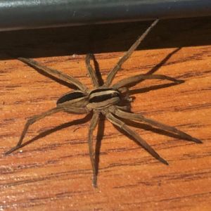 Wolf Spider Control in Reno Critter Bros