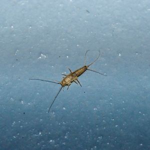 pest control for silverfish in Reno Critter Bros